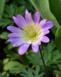 anemone Blanda charmer.jpg